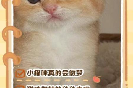 梦到猫是什么意思周公解梦